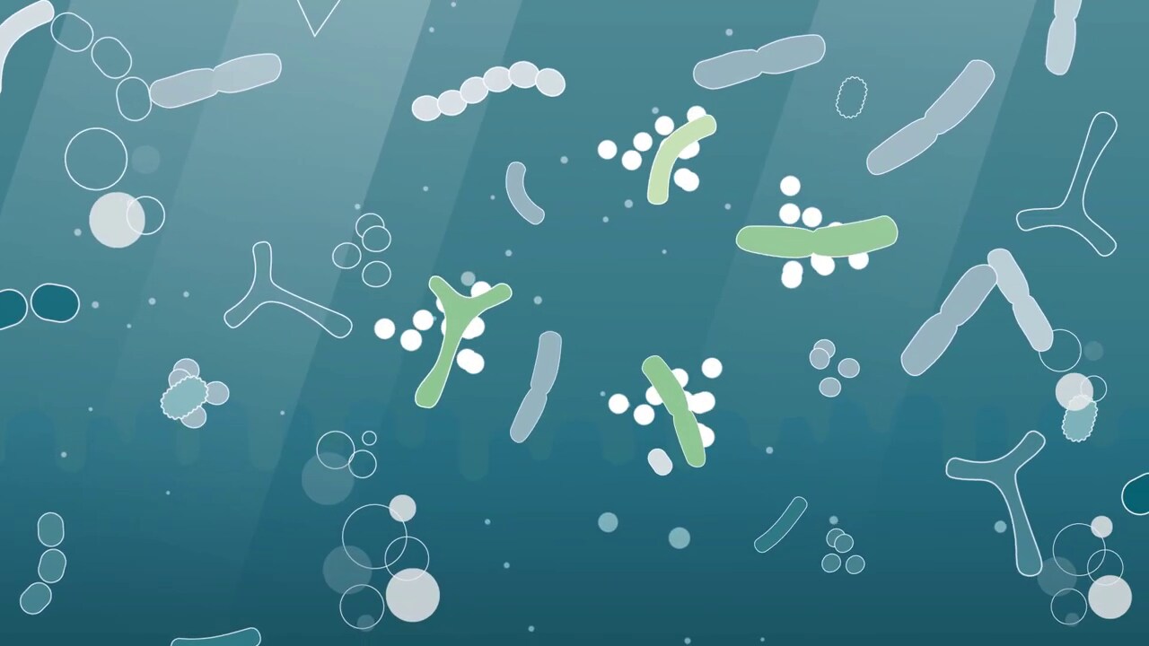 What is a probiotic? ISAPP video